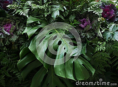 Tropical leaves Monstera philodendron and ornamental plants flor Stock Photo