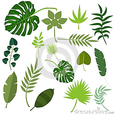 Tropical leaves palm summer exotic jungle green leaf vector illustration Vector Illustration