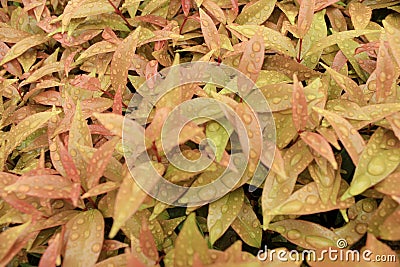 Tropical leaves with the raindrop background texture. Close-up Stock Photo