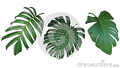 Tropical leaves set isolated on white background, clipping path Stock Photo