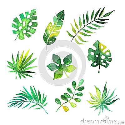 Tropical leaves set, jungle trees, botanical watercolor vector Illustrations Vector Illustration