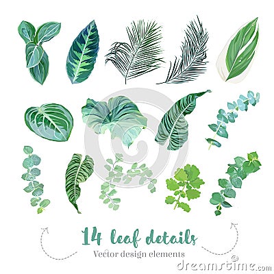 Tropical leaves vector big collection. Exotic islands greenery Vector Illustration