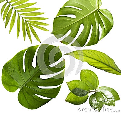 Tropical Leaves Stock Photo