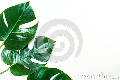 Tropical leaves on white color background.Jungle leaf Stock Photo