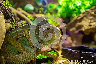 Tropical lizard in terrarium. Chameleon closeup photo. Exotic animal in zoo enclosure. Color change of chameleon skin Stock Photo