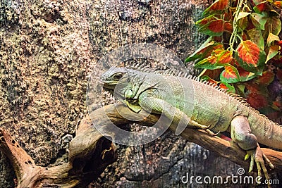 Tropical lizard in terrarium. Iguana closeup photo. Exotic animal banner template. Tropical reptile care and housing Stock Photo