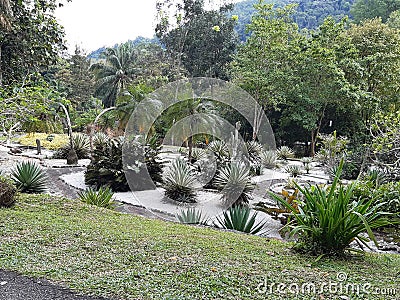 The Tropical Lush Greenery Beauty at Penang Botanical Garden Stock Photo