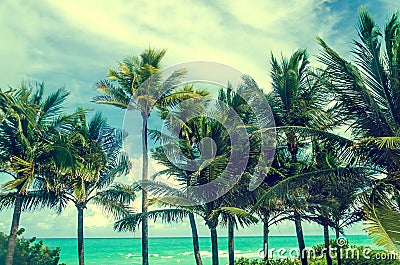 Tropical Miami beach palms near the ocean, retro styled Stock Photo