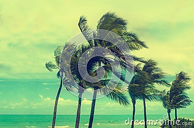 Tropical Miami Beach Palms, retro styled Stock Photo