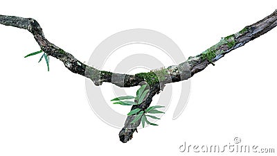 Tropical moist forest epiphytes fern, moss and lichen grow on old weathered jungle tree branch isolated on white bacground, Stock Photo