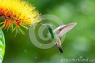 A tropical Monkey brush flower, Combretum, and a Copper-rumped hummingbird, Amazilia tobaci. Stock Photo