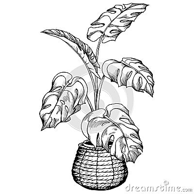 Tropical monstera houseplant in woven basket flowerpot. Vector Illustration