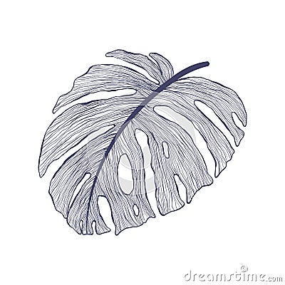 Tropical monstera single leaf in modern linear style. Hand drawn exotic summer leaf illustration. Vector Illustration