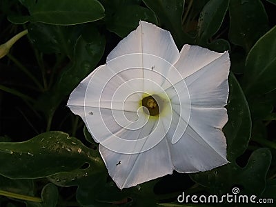 White moonflower Stock Photo