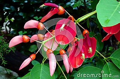 Tropical mysterious flower Stock Photo