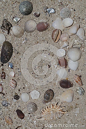 Background of sea shells on the sand. Stock Photo