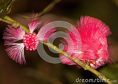 Tropical Night flower Stock Photo