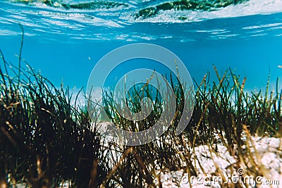 Tropical ocean with sand and sea weed is underwater. Indian ocean. Stock Photo