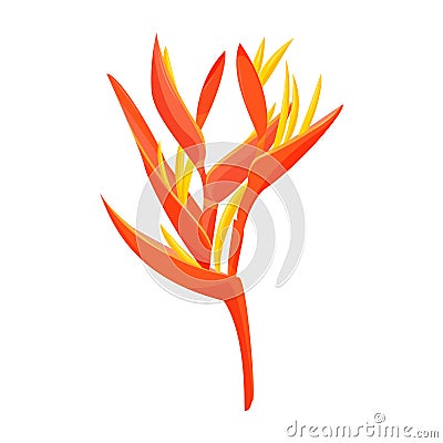 Heliconia flower vector illustration. Tropical orange plant. Vector Illustration