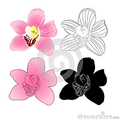 Tropical Orchid Cymbidium pink flower natural and silhouette and outline on white background vintage vector illustration editab Vector Illustration