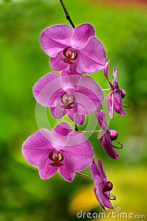Tropical Orchid flowers Stock Photo