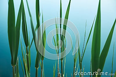 Tropical organic background with green leaves of bulrush on blue water of lake Stock Photo
