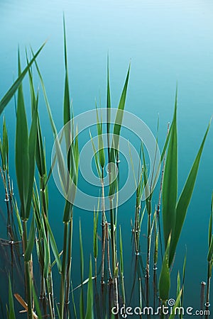 Tropical organic background with green leaves of bulrush on blue water of lake Stock Photo