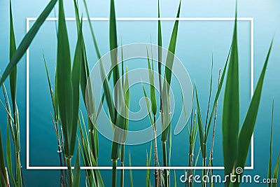 Tropical organic background with green leaves of bulrush on blue water of lake Stock Photo