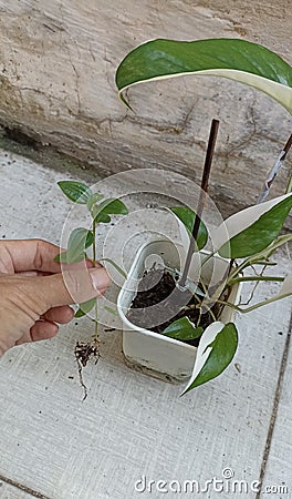 A tropical ornamental plant named Epipremnum pinnatum variegated, has a very beautiful unique green Stock Photo