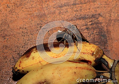 Tropical owlet moth Stock Photo