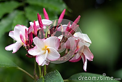 Tropical pagoda flowers blooming with water drops on petal, freshness feeling Stock Photo