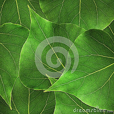 Tropical pagoda-shaped foliage texture background Stock Photo