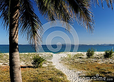 Tropical Palm With Beach And Ocean In The Background Great Keppel Island Queensland Australia Stock Photo