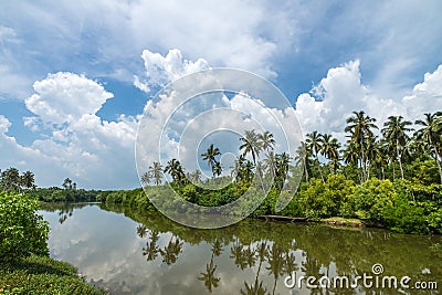 Tropical palm forest on the river bank. Tropical thickets mangrove forest on the island of Sri Lanka. Stock Photo