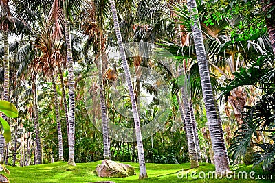 Tropical palm garden in beautiful paradise Stock Photo