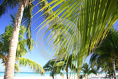 Tropical Palm Grove Stock Photo