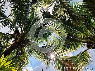 tropical palm leaf background, closeup coconut palm trees perspective view Stock Photo