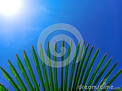 Tropical palm leaf background, coconut palm trees perspective view. Palm leaves and sun on blue sky. Concept summer Stock Photo