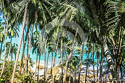 Tropical palm leaf with bokeh blue sky. Stock Photo