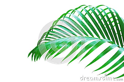 Tropical Palm Leaf Isolated on White Background Stock Photo