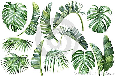 Tropical palm leaves, banana palm, monstera, strelitzia on isolated white background, watercolor botanical illustration Cartoon Illustration