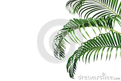 Tropical Palm Leaves Isolated on White Background Stock Photo