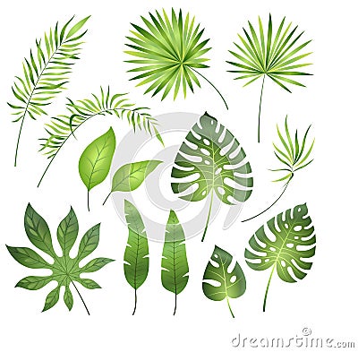 Tropical palm leaves. Jungle exotic leaf palm royal fern plumeria. Summer tropical paradise beach holiday, botanical set Vector Illustration