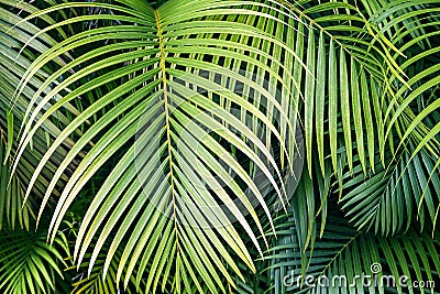 Tropical palm leaves, jungle leaf seamless floral pattern background. Stock Photo