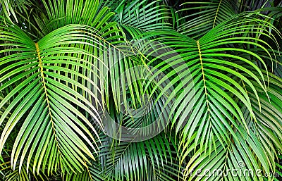 Tropical palm leaves, jungle leaf seamless floral pattern background Stock Photo