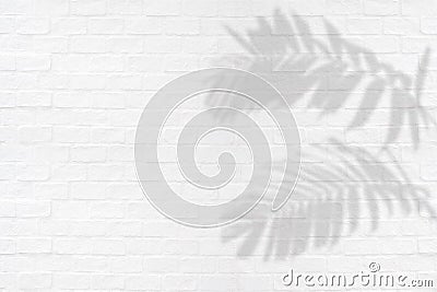 Tropical palm leaves ornamental foliage plant shadows on white brick wall texture background Stock Photo