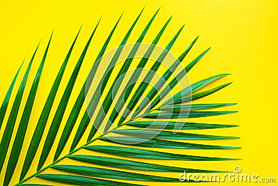 Tropical palm leaves on pastel color background.Jungle leaf Stock Photo