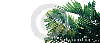 Tropical palm leaves pattern ornamental garden plant bush nature frame layout on white background for banner and cover page, Stock Photo