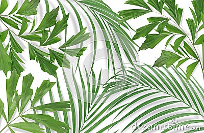 Tropical palm leaves on pink background. Minimal nature. Summer Stock Photo