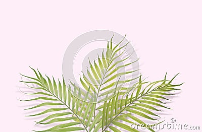 Tropical palm leaves on pink background. Minimal nature. Summer Stock Photo